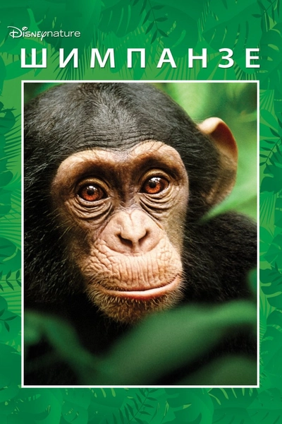 Дивитися онлайн Шимпанзе фільм